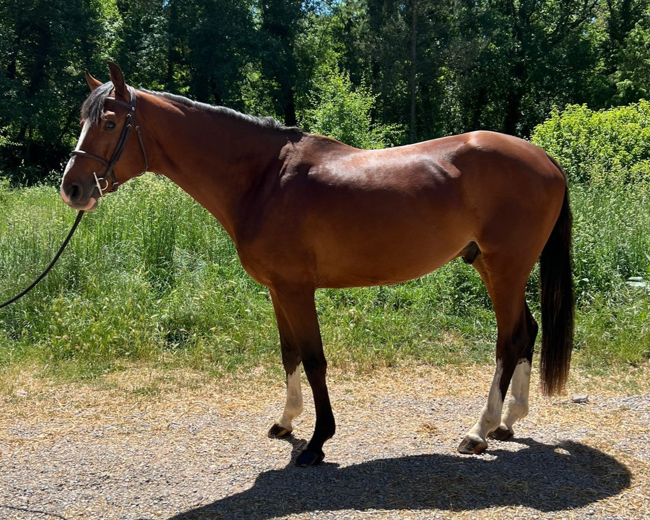 horse